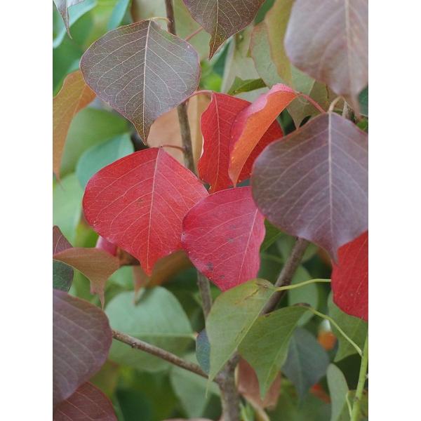 iLn[ y싞 iȂ񂫂͂jz|bgc