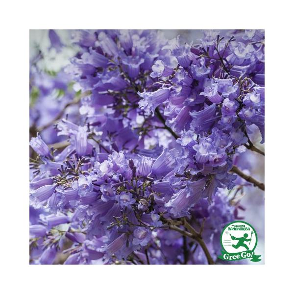 WJ^y u[ubTr[COz |bgc