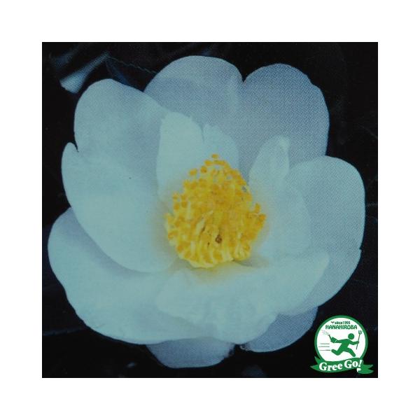 TUJ c y߁iÂjz 0.7m c