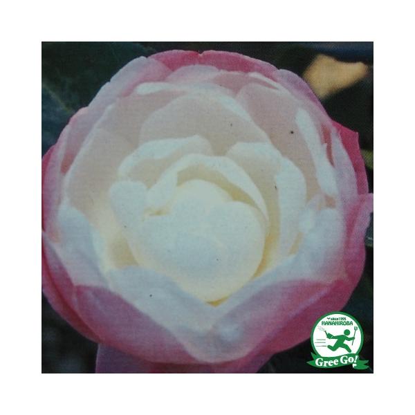 TUJ c yaxmi܂Ƃӂjz 0.7m c