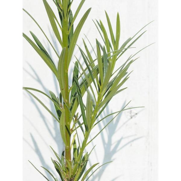 Ck}L c yiʂ܂jz |bgc