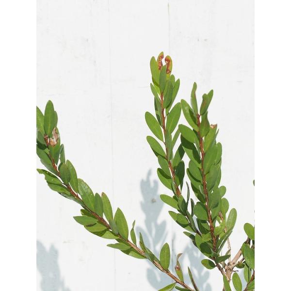  L|EW c yxjNWN gEz 5|bgc ij[ܕtj kCE͑KpOłB