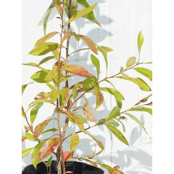  L|EW c yGfo[z 5|bgc ij[ܕtj kCE͑KpOłB