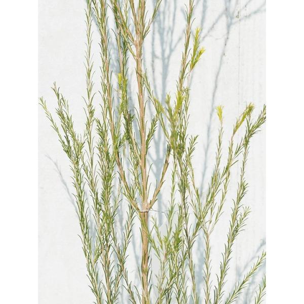  EJ eB[c[ c yA~XsNz 5|bgc ij[ܕtj kCE͑KpOłB