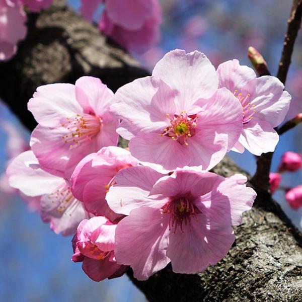 桜 盆栽 植木の人気商品 通販 価格比較 価格 Com