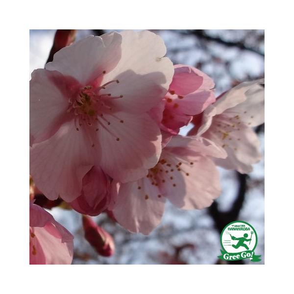   c y CP iイ񂶂񂴂j z 1N ڂؕc ij[ܕtj kCE͑KpOłB