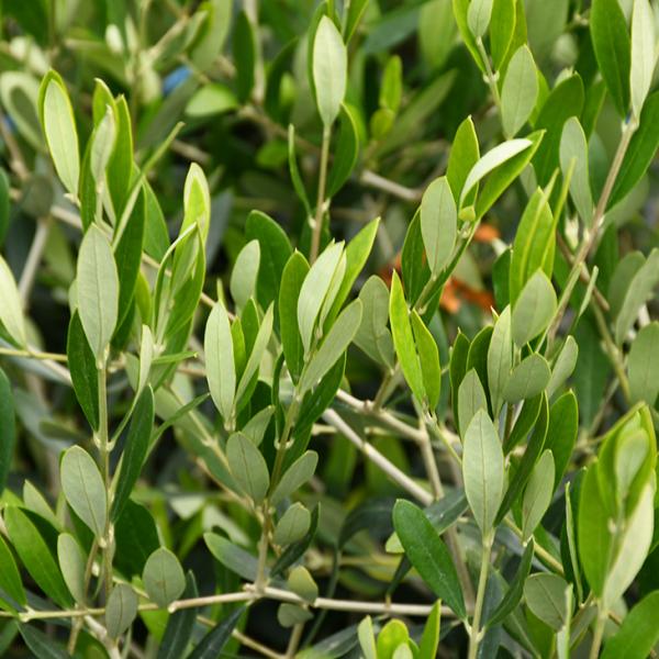 苗 オリーブ ルッカの人気商品 通販 価格比較 価格 Com