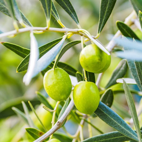 オリーブ 3m 植木 盆栽の人気商品 通販 価格比較 価格 Com