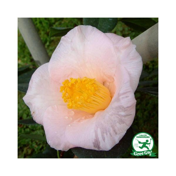  c ږؕc y iڂ́jd炫z 2N ڂؕc