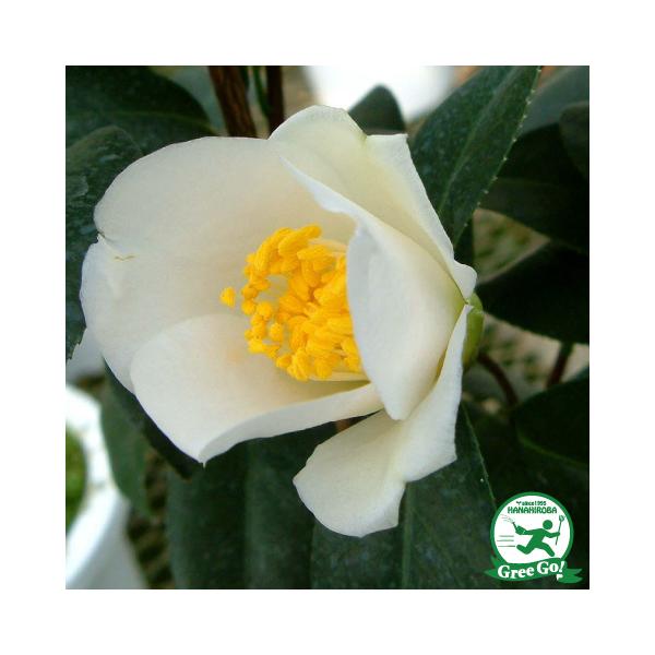  c ږؕc ytl iтƁjd炫z 2N ڂؕc