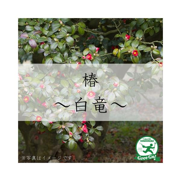  c ږؕc y i͂イjd炫z 2N ڂؕc