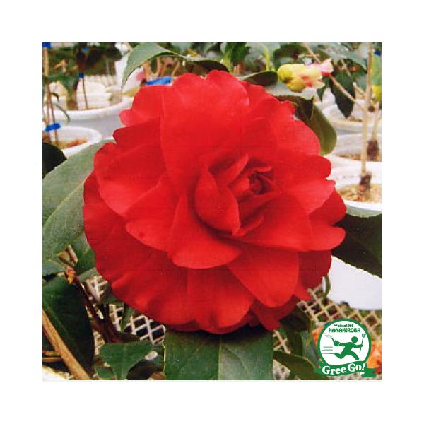  c ږؕc y܍g i܂ׂɁjd炫z 2N ڂؕc