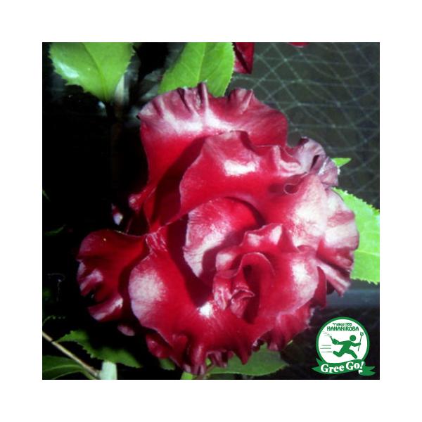  c ږؕc yubN}WbN mցz 2N ڂؕc