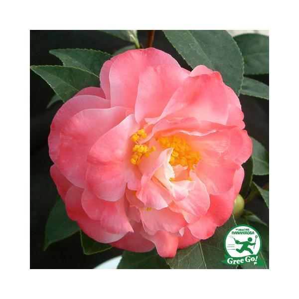  c ږؕc yXvOfBY mցz 2N ڂؕc