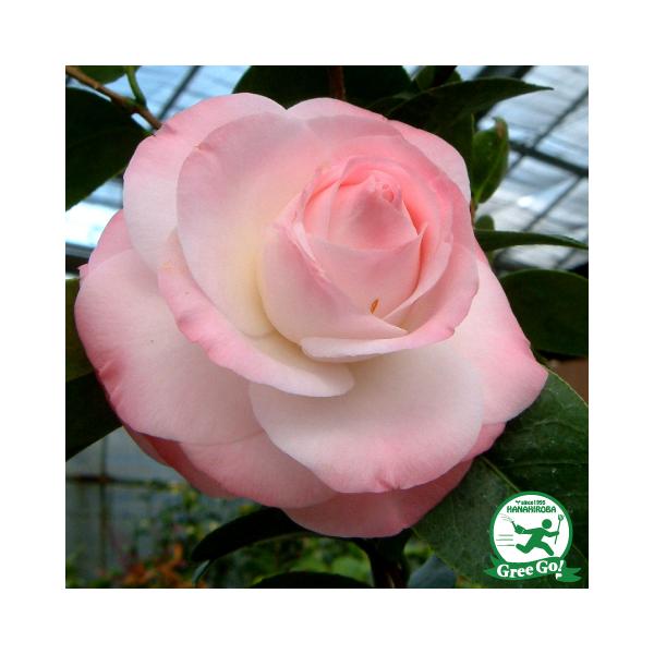  c ږؕc y~_ mցz 2N ڂؕc