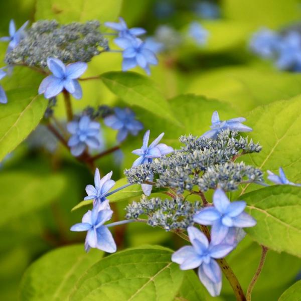 ち*め様 アジサイ 3.5寸4寸7種12ポット 紫陽花 ち*め様 紫陽花 3.5寸4