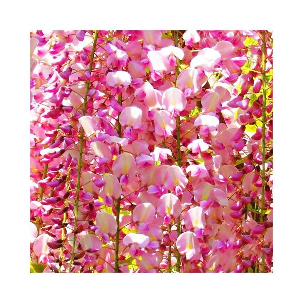 藤　本紅藤 26年1月中下旬予約]フジ（藤）：ホンベニフジ（本紅藤）6号