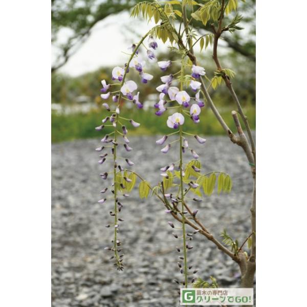 hanahiroba_tn06-a54n001-01