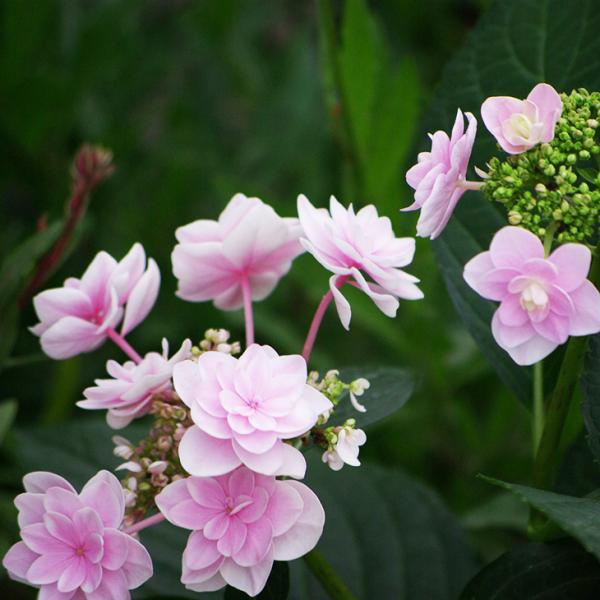 AWTC c yK[fAWTC L[gz cc