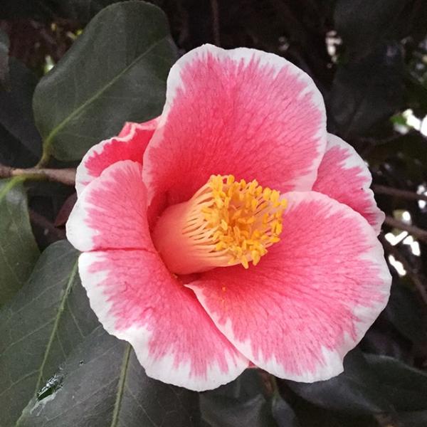 椿さん専用 椿 苗木 【参平椿 （さんぺいつばき） 一重ラッパ咲き】 2年生