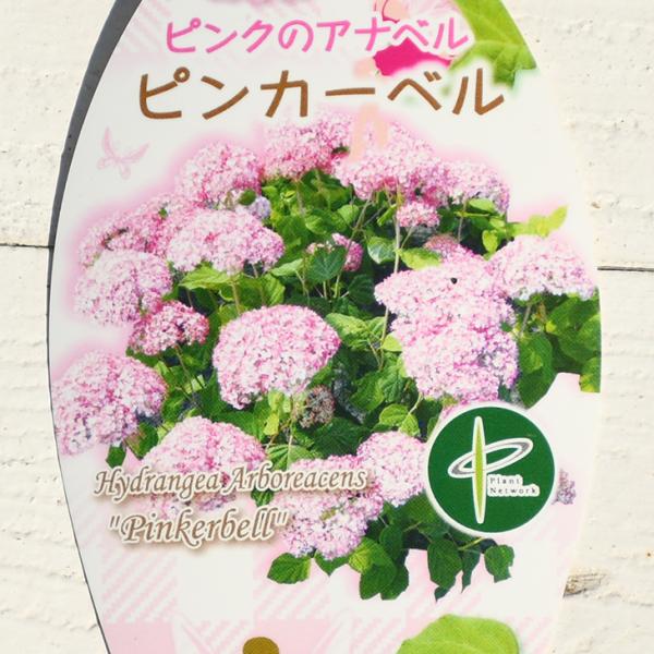 アジサイ アナベル 苗 ピンクアナベル ピンカーベル ポット苗 Tn06 B24n001 01 苗木の専門店 グリーンでgo 通販 Yahoo ショッピング