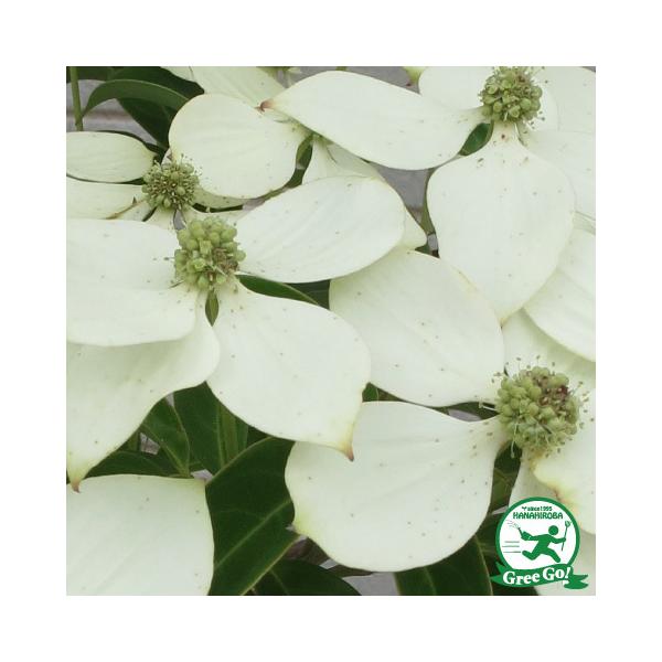 常緑ヤマボウシ 盆栽 植木の人気商品 通販 価格比較 価格 Com