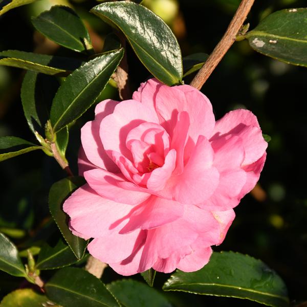 TUJ c yqIgTUJz 0.7m c