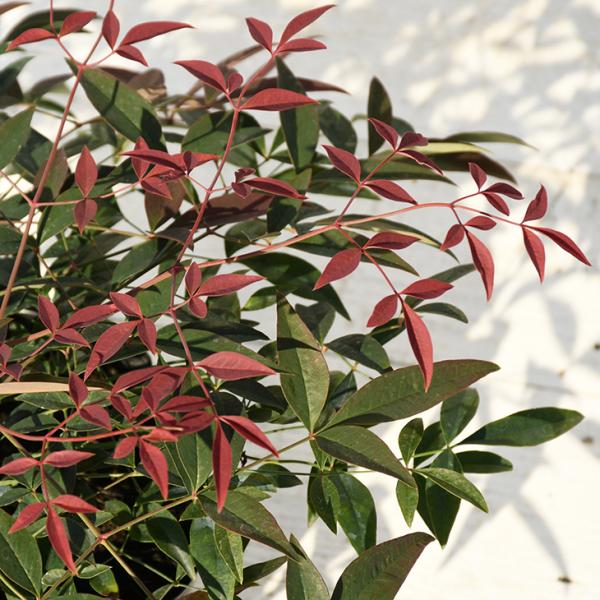 V c yie t[g mo^inz |bgc