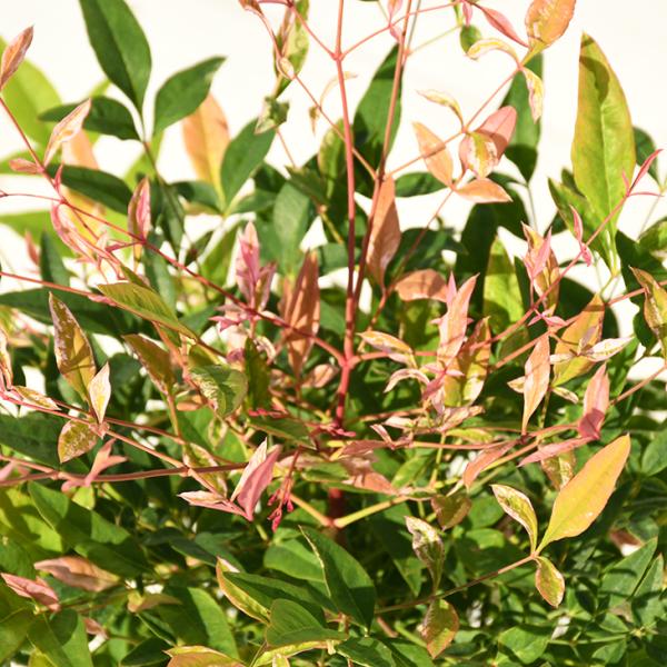 V c yie gCCg mo^inz |bgc