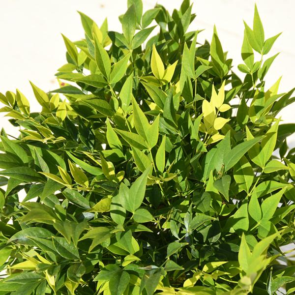 V c yie C mo^inz |bgc