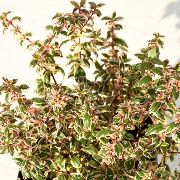 AxA c y}WbNfCh[ mo^inz |bgc