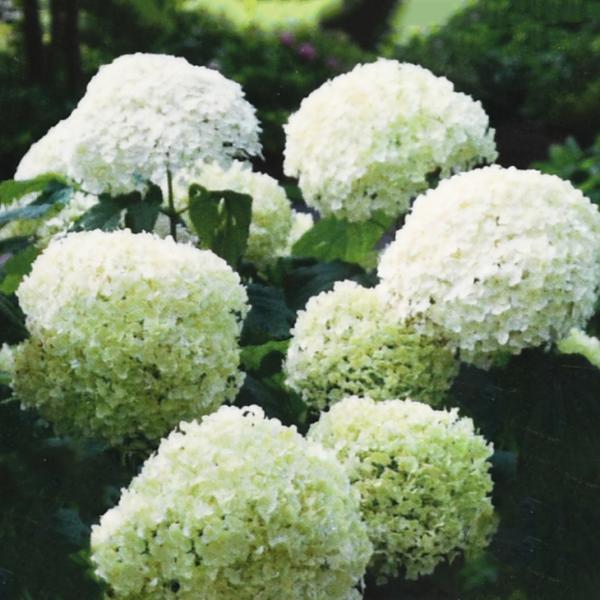 AWTC Aix c yW{z |bgc