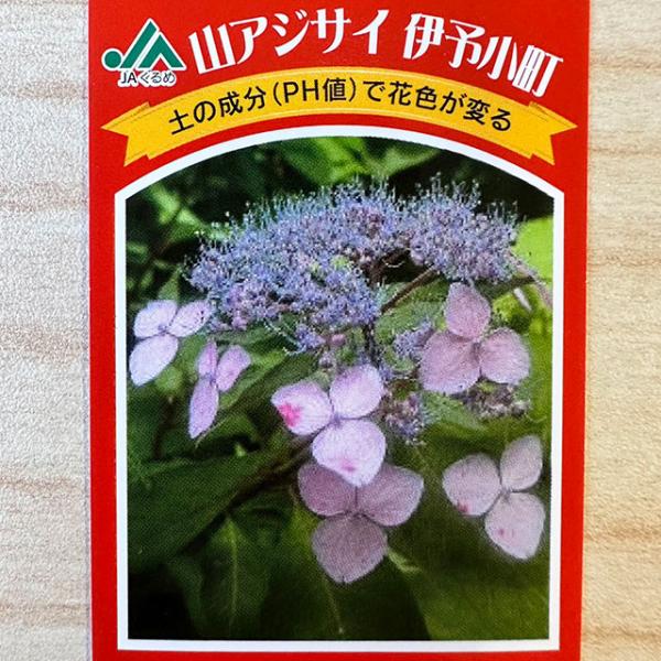 アジサイ 赤 植木 盆栽の人気商品 通販 価格比較 価格 Com