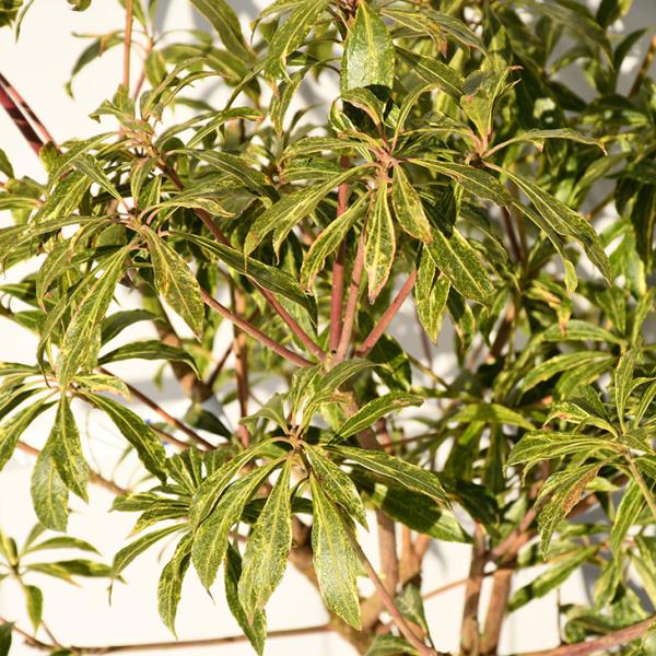 hanahiroba_tn06-b74n999-01