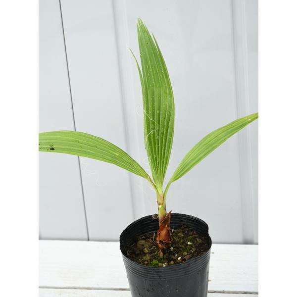 ヤシ 苗木 【ヤシの木 ワシントンヤシ 】 約0.2m 小苗 : 苗木の専門店