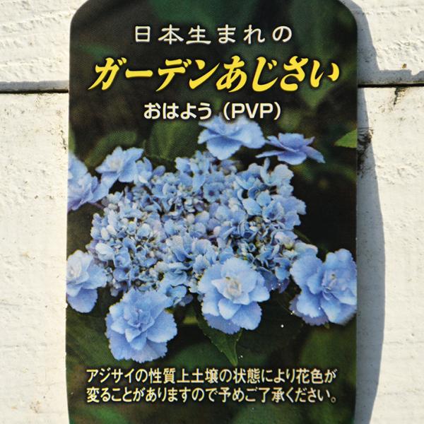 アジサイ ガーデン 農業資材 ガーデニング用品の人気商品 通販 価格比較 価格 Com