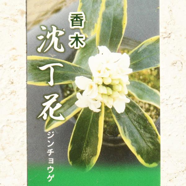 沈丁花 苗 【斑入り （ジンチョウゲ ） 白花】 ポット苗 : 苗木の専門