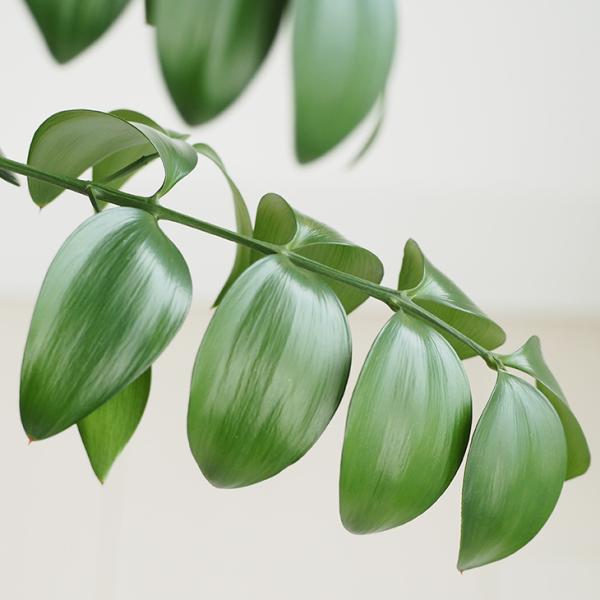 iM c yiȂj̖ X[L[u[z cc