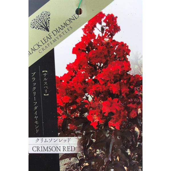 TXx c yubN[t_Ch N\bhz 0.9m }ؕc