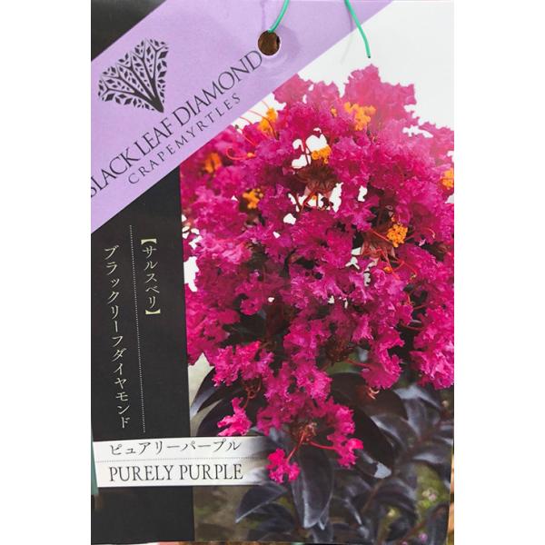 TXx c yubN[t_Ch sA[p[vz 0.9m }ؕc