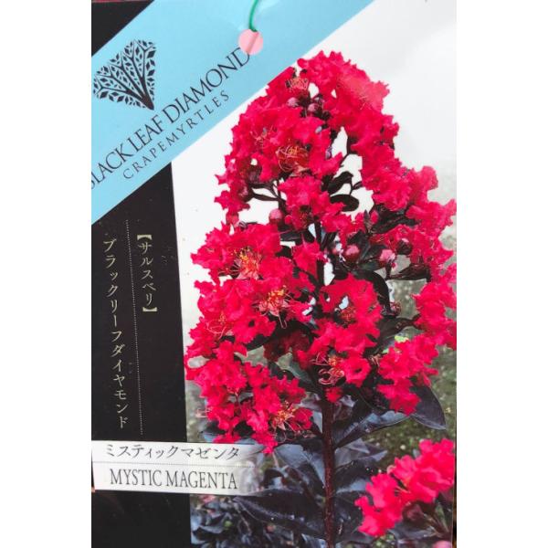 TXx c yubN[t_Ch ~XeBbN}[^z 0.9m }ؕc