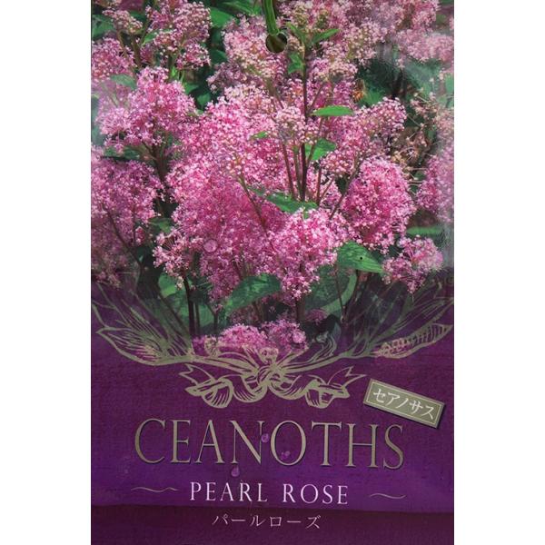 セアノサス 苗 【パールローズ】 ポット苗 カリフォルニア ライラック 苗木 庭木 植木 花木 落葉樹 低木ふんわり明るいピンク花のセアノサス。セアノサスは、カリフォルニアライラックとも呼ばれる半耐寒性落葉低木。 花期は5月〜6月頃。小花が...