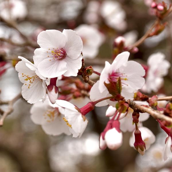 植木 盆栽 桜苗木の人気商品・通販・価格比較 八重しだれ桜苗4月に開花予定の桜庭木用植樹に菊しだれ桜苗しだれ桜 苗木
