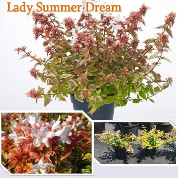 AxA c yfB[T}[h[ mo^inz |bgc