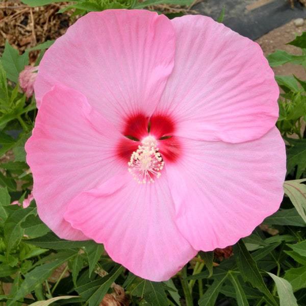 h c yJVIyA mo^inz |bgc