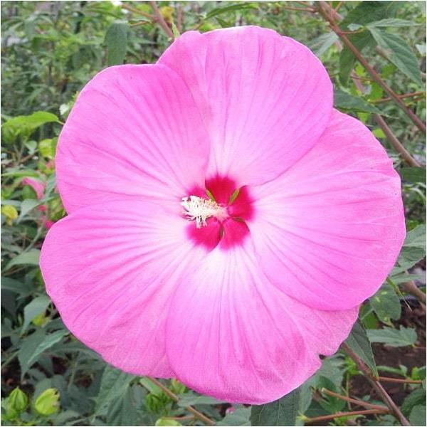 h c yvAfX mo^inz |bgc