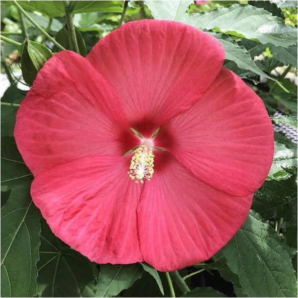 h c yCJX mo^inz |bgc