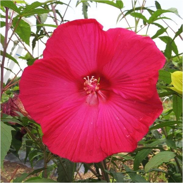 h c yEmX mo^inz |bgc