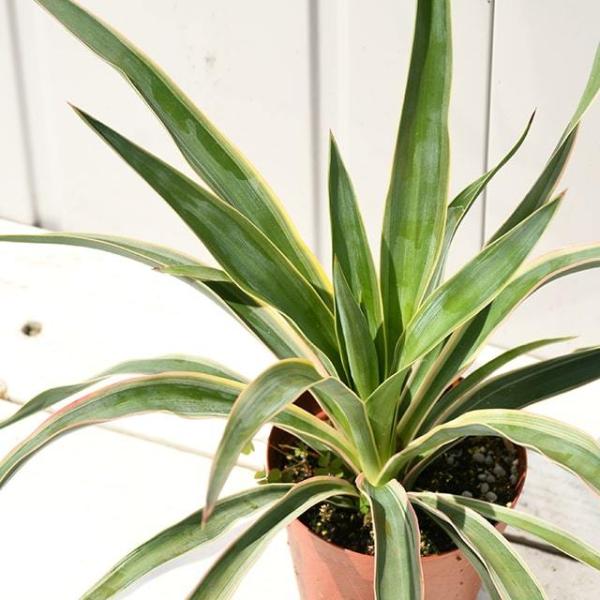 ユッカ グロリオサ 苗 【バリエガータ】 プラスチック鉢植え : 苗木の