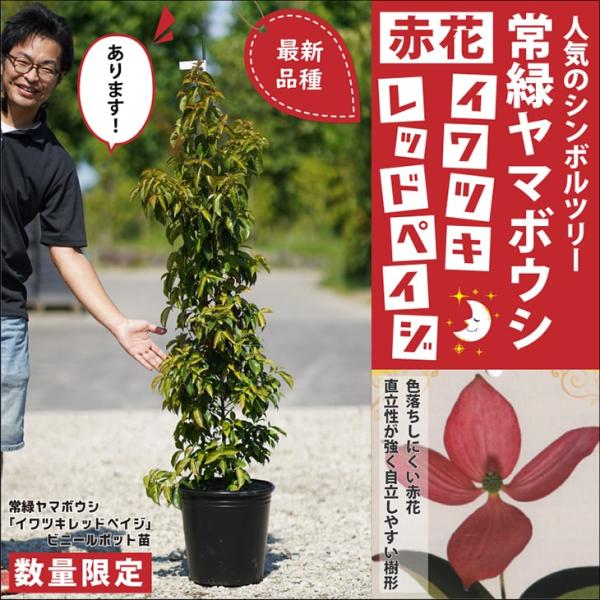 常緑ヤマボウシ 花の人気商品・通販・価格比較 - 価格.com